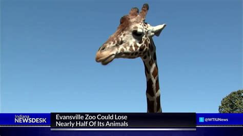 Evansville Zoo Could Lose Nearly Half Of Its Animals Youtube