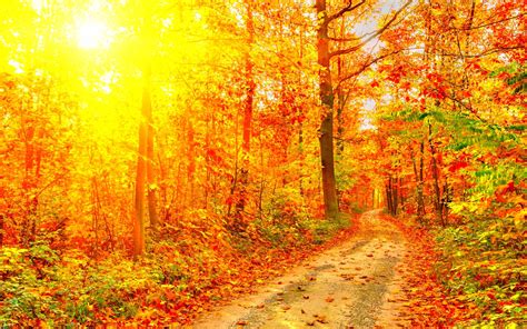 Autumn Fall Season Nature Landscape Leaf Leaves Color