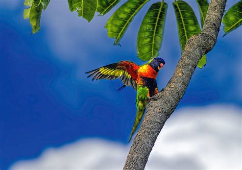 Birds Animals Parrot Plants Wallpapers Hd Desktop And