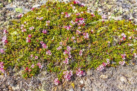 Wild Moss Plants Flowers At Vavatn Lake Mountains Hemsedal Norway Stock