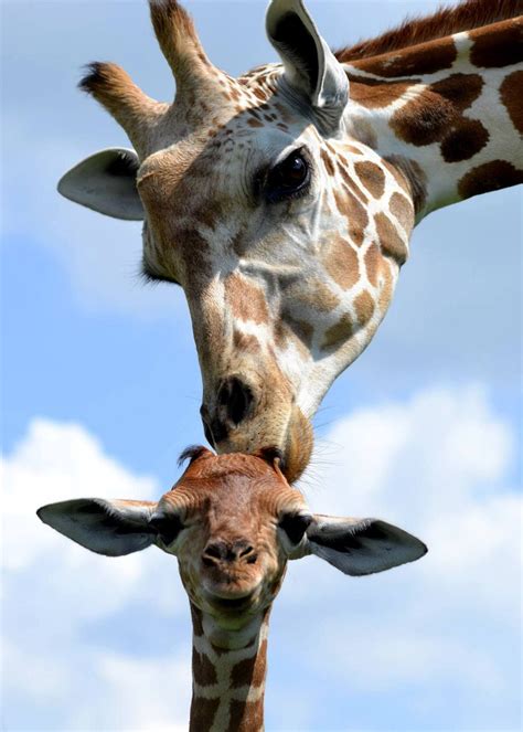 Pin Di 👽serendipity69 Su Giraffe Pinterest