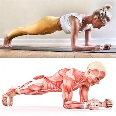 Forearm Plank Or Dolphin Plank Pose Steps Benefits Fitzabout Plank