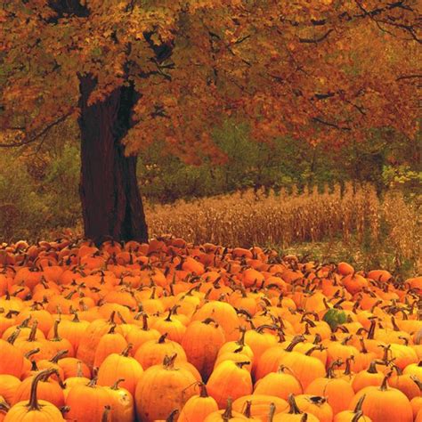Fall Pumpkin Scenery