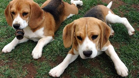 Download Wallpaper 1920x1080 beagle, puppies, dog, couple Full HD 1080p ...