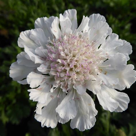 Buy Pincushion Flower Scabiosa Kudo White Ichwit Kudo Series
