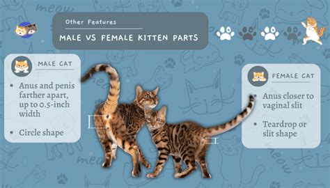 How To Tell Cat Gender By Face The Absolute Easiest Way