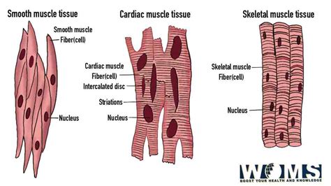 Diagram Of Muscle Fiber 3 Types Functions And Anatomy Woms