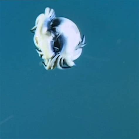 Science Channel Blue Glaucus Nudibranches Sea Life Saturday
