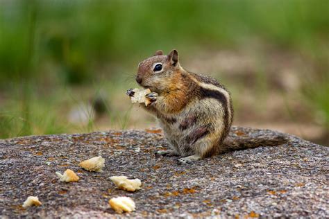 Photography Of Brown Chipmunk Eating On Top Of Rock · Free Stock Photo