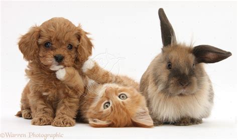 The app is contains 40 pages of the cutest puppies, kittens, bunnies and cubs ranging from a jack russell terrier to a sumatran tiger. Pets: Ginger kitten with Cavapoo pup and Lionhead rabbit photo WP31829