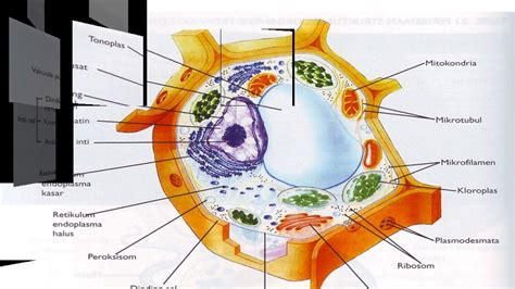 Gambar Sel Tumbuhan Dan Hewan Radea