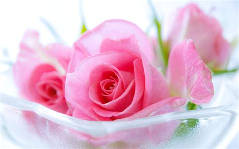 Free Download Pink Roses Hd Wallpapers Rose Wallpaper Rose Wallpaper