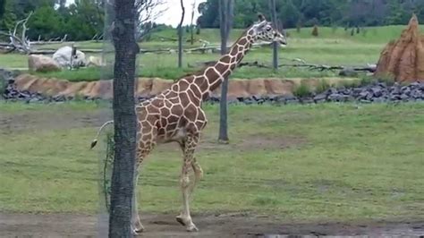 Giraffes At The Columbus Zoo Youtube