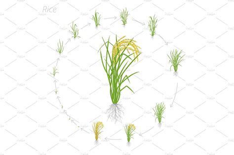 Circular Life Cycle Of Rice Growth Food Illustrations ~ Creative Market