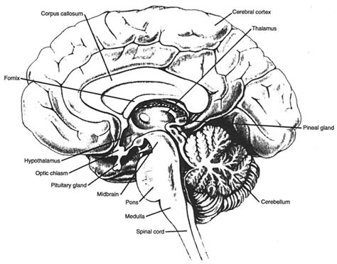 A Midsagittal Section Of The Human Brain Showing The Inside Surface