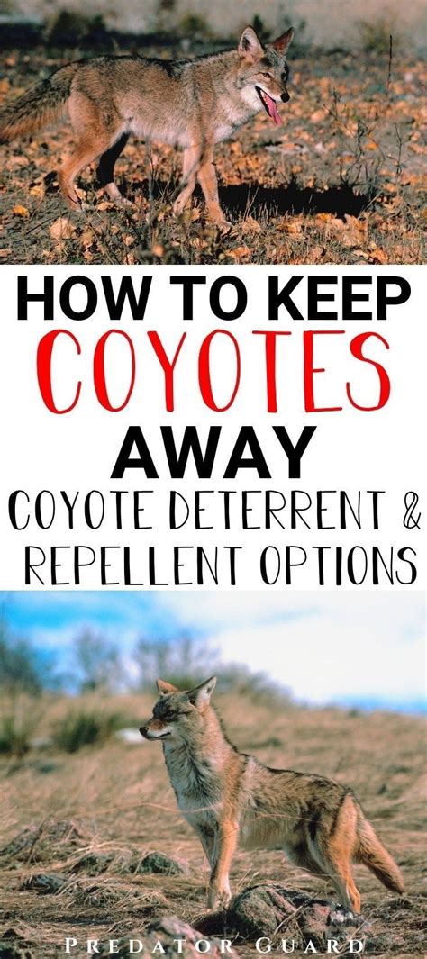 How To Keep Coyotes Away Coyote Deterrent And Repellent Options Coyote