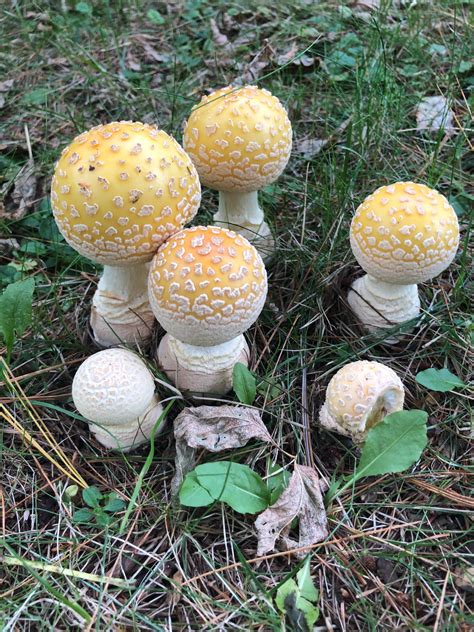 Hello peeps, these mushrooms started growing in my parents yard, some have opened a bit to your ...