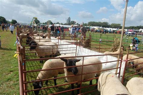 Sheep Dog Show In Paradise Country Aussie Farmgold Coastaustralia