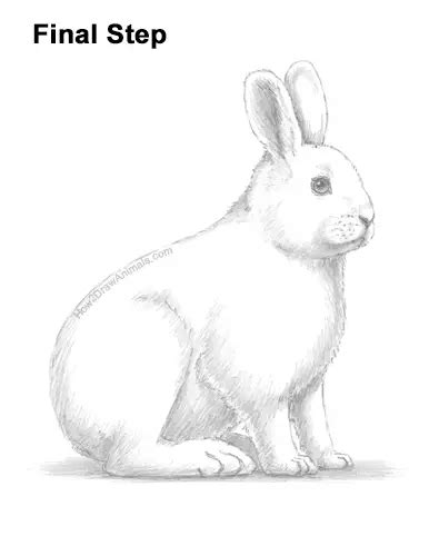 How To Draw A Snowshoe Hare Video And Step By Step Pictures