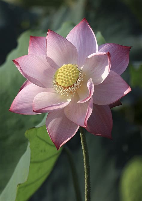 Lotus Flower Pink Free Photo On Pixabay Pixabay