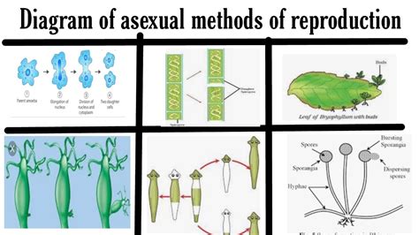 How To Draw All Diagram Of Asexual Methods Of Reproduction Budding