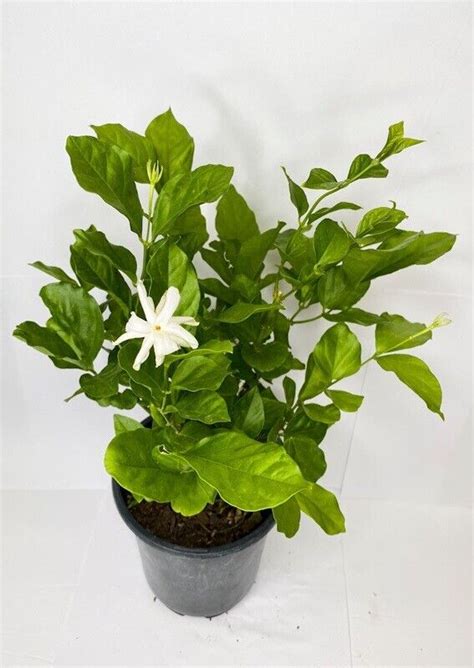 Belle Of India Jasminejasminum Sambac Doublestarter Plant Intensely
