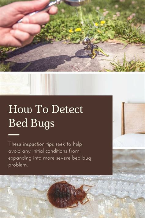 How To Detect Bed Bugs Pest Survival Guide Bug Problem Bed Bugs Pests