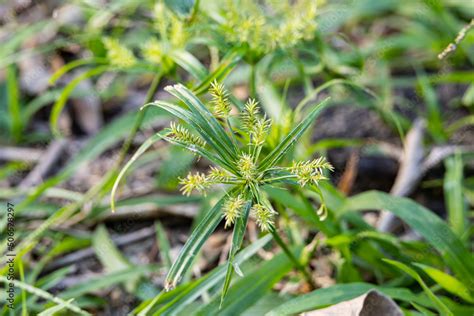 Green Leaves Of Herbal Cyperus Strigosus Or False Nutsedge Or Straw