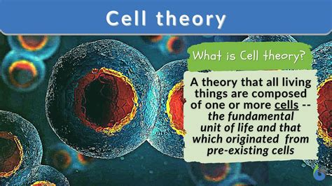 Cell Theory Definition And Examples Biology Online Dictionary