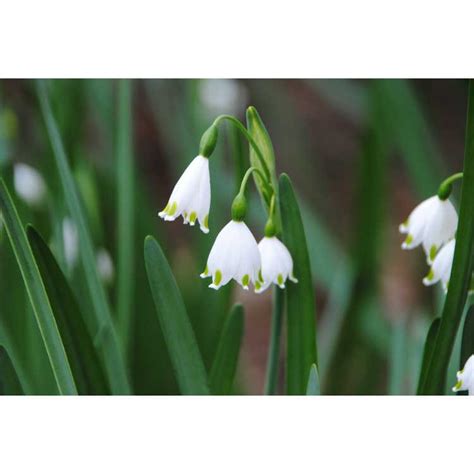 Leucojum Aestivum Snowflake Summer Snowflake North Carolina