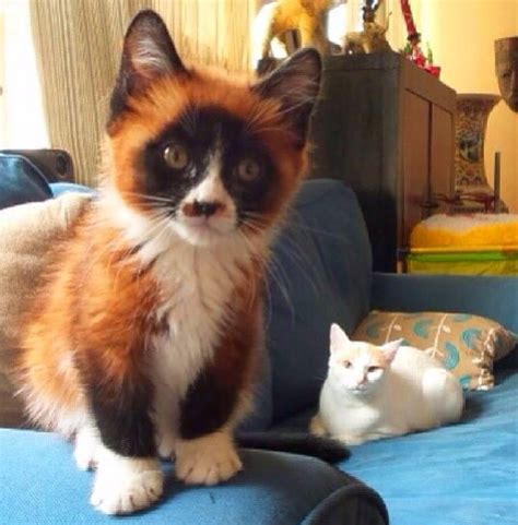 Red Panda Kitten Cats Know Your Meme