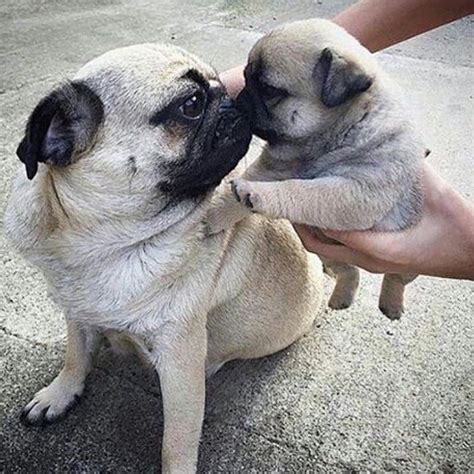 Puggy Kiss Cute Pug Puppies Pug Puppies Baby Pugs