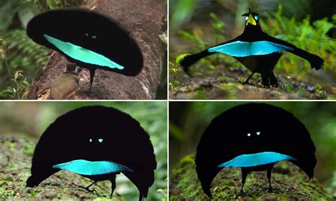 This Is Superb Bird Of Paradise Greater Lophorina Male Bird Will