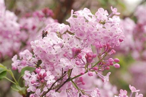 Pin By Janie Hardy Grissom On Plants Bushes Shrubs Lilac Blossom