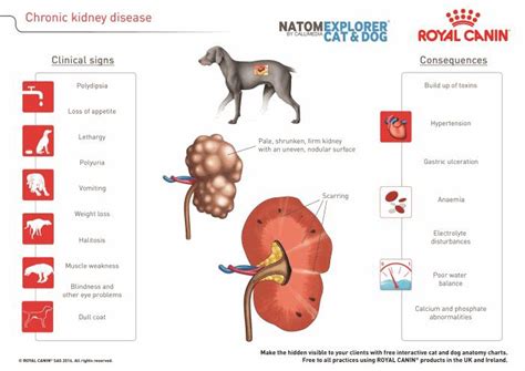 Early Signs Of Kidney Disease In Dogs Recognize Disease