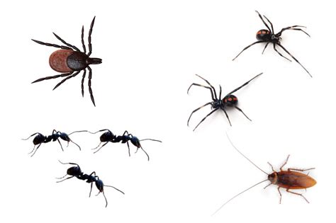 Drywood termites, subterranean termites, and. santa-barbara-pest-control-service-crawling-insects | So ...