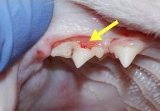 Tooth resorption results in the loss of tooth structure, starting with the outer enamel surface, usually at or below the gumline. Tooth Resorption In CatsThe Veterinary Expert| Pet Health