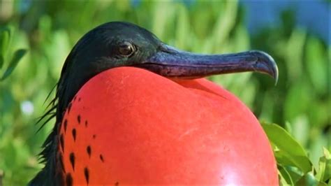 Bizarre Mating Ritual Of The Frigatebird Wild Caribbean Bbc Earth Youtube