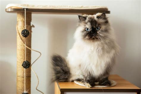 Himalayan Cat Full Profile History And Care