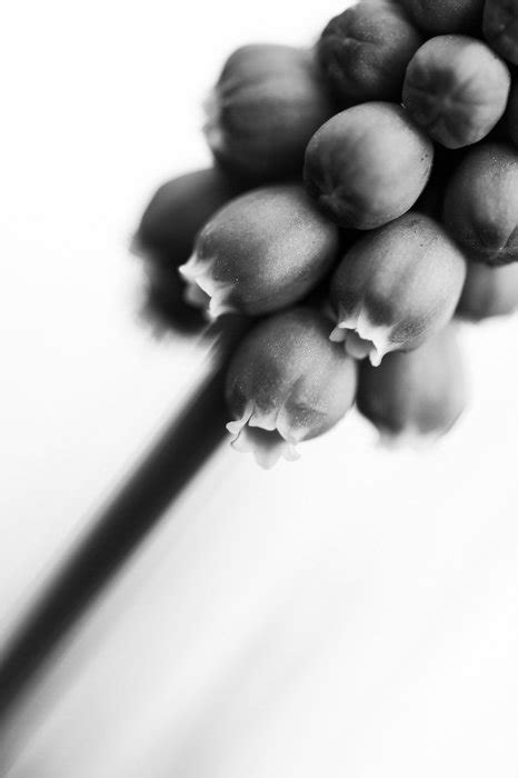 8 Black And White Macro Photography Tips For Stunning Photos