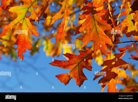 Gold Oak Leaves Hi Res Stock Photography And Images Alamy