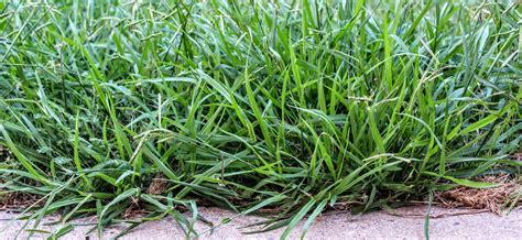 What Is Crabgrass Characteristics And Appearance Removal