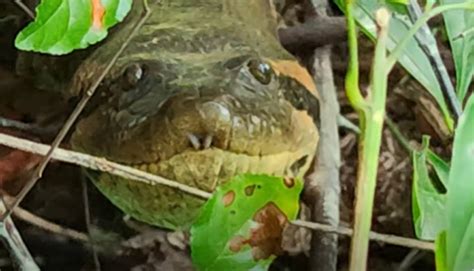 Vídeo Mostra Pela 1ª Vez Sucuri Filhote Da Anaconda Gigante Vovozona
