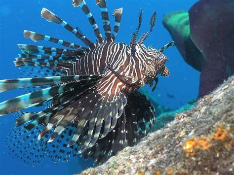 Lionfish Fish Facts Pterois Volitans Az Animals