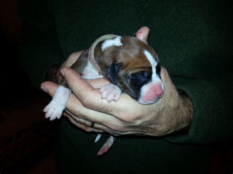 Droll Newborn Adorable Boxer Puppies L2sanpiero