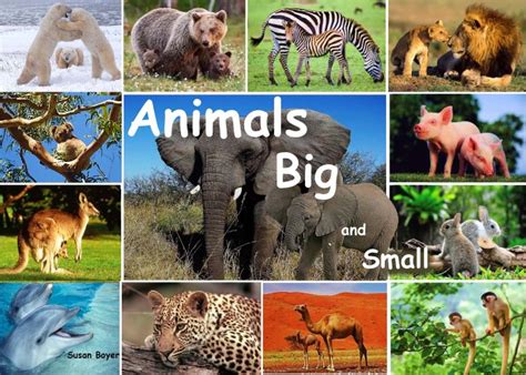 Animals Big And Small