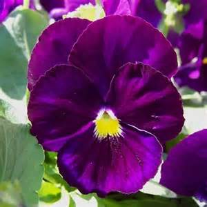 Viola X Wittrockiana Pansy Delta Premium Pure Violet Imp From