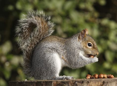 Please Speak Out For Grey Squirrels Animal Aid