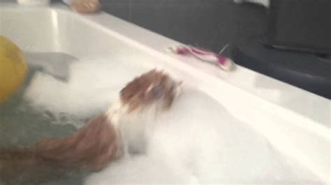 Cat Falling In Bathtub Youtube