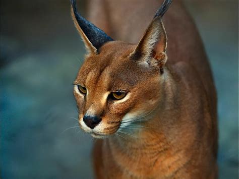 Caracal Image Id 9508 Image Abyss